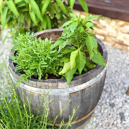 Апартаменты Mechlers Stuben *