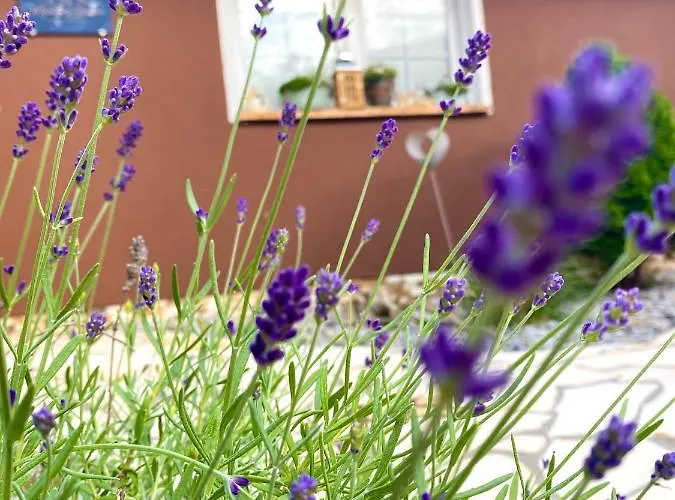 아파트 Mechlers Stuben *