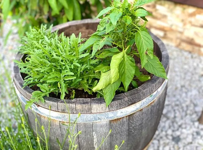 Lägenhet Mechlers Stuben *